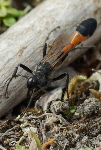 Ammophila sabulosa